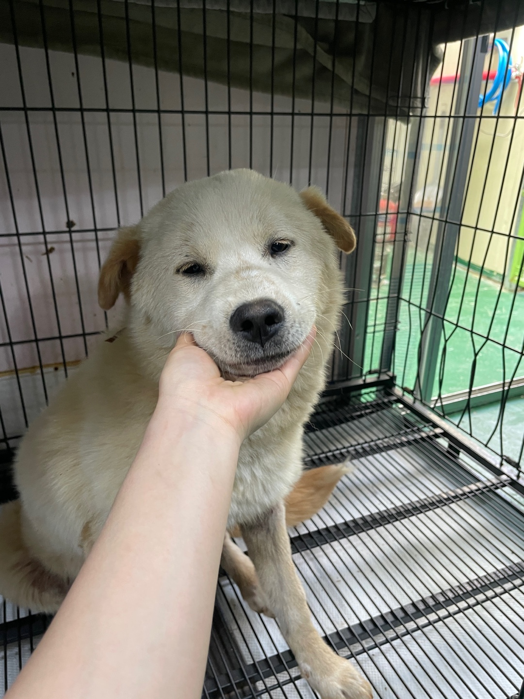 밀양시 동물보호센터_448536202500371